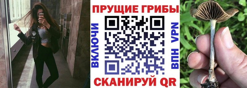 Псилоцибиновые грибы Psilocybe  Купить закладки  Лобня 